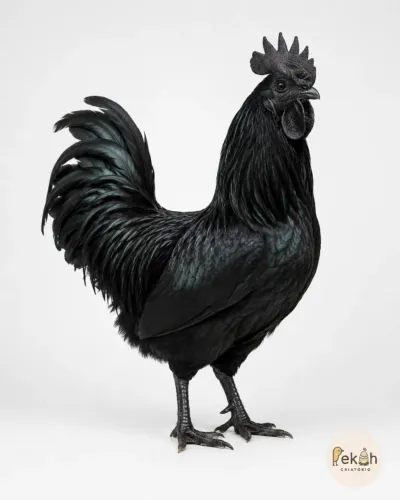 Ayam Cemani Galinha Galo pintinho Ovo fértil