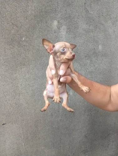 Filhote Pinscher Zero vacinado