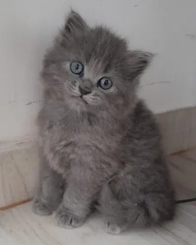 Gatinho persa