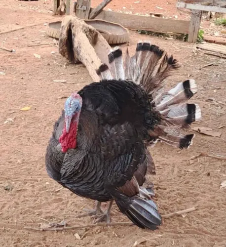 Peru macho