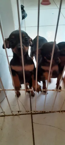 Vende-se pinscher