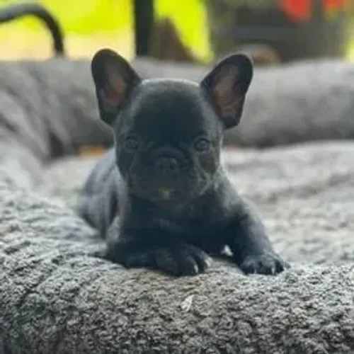 Bulldog Francês,Bulldog Francês Filhote Saudável Excelente Companhia