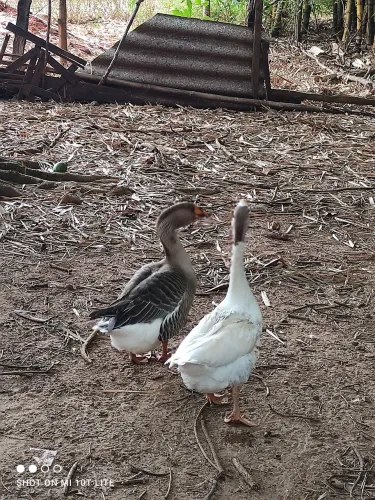 Casal de canso