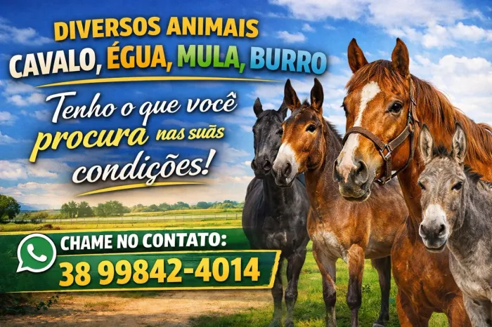 Compra e venda de Cavalo,Égua,Burro e Mula