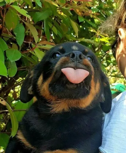 Filhotes De Rottweiler - Companhia Que Acolhe Com Carinho