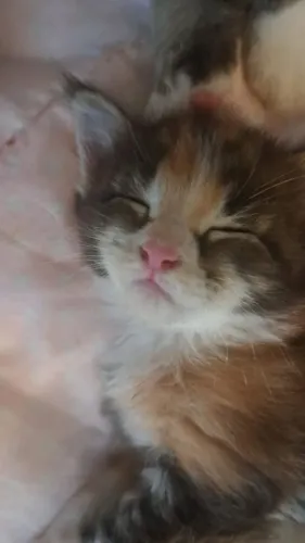 Mainnecoon
