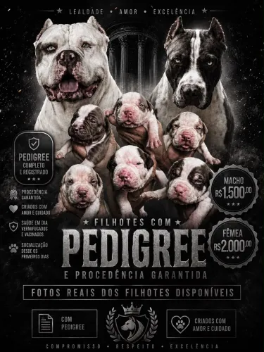 Cachorro pit bull