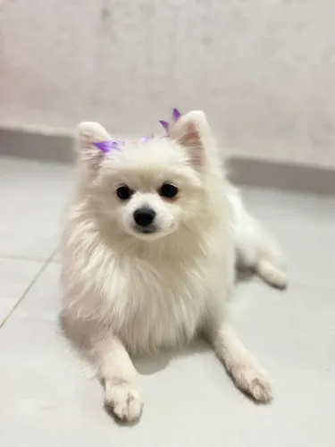 Spitz alemão