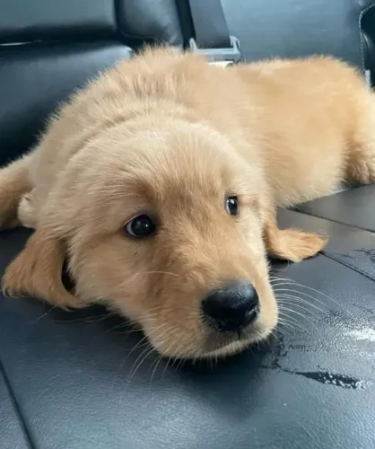Filhotes de Golden Retriever | Filhotes com carinho sincero.