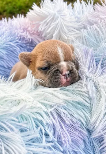 Lindo Bulldog Francês