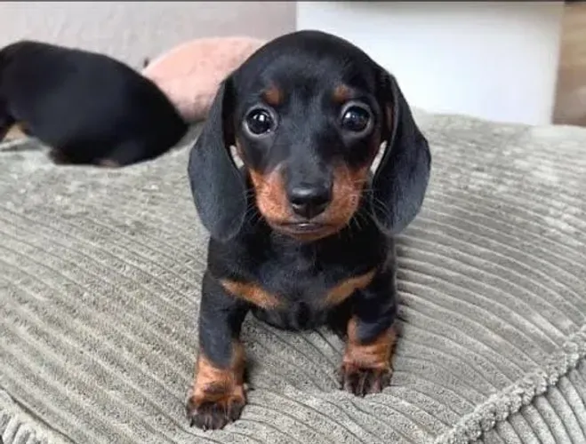 Basset Mini Dachshund Diferenciados Pronta Entrega. 