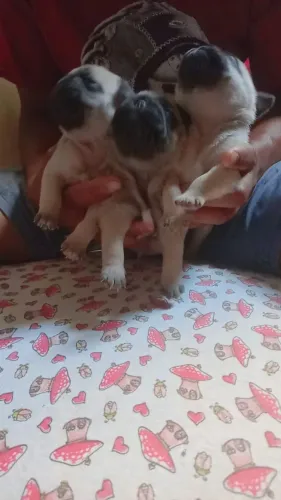 Disponível filhote de pug