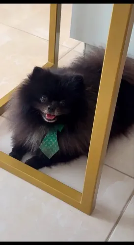 Lulu da Pomerania