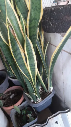 Plantas já pegadas