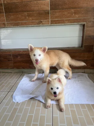 Pomsky F2 fêmea mini husky 