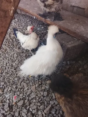 Casal de sedosa