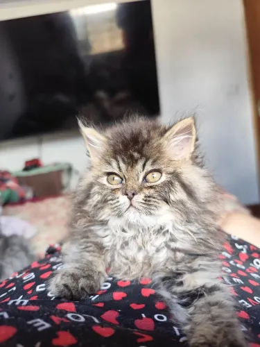 Persa macho Tabby Brown