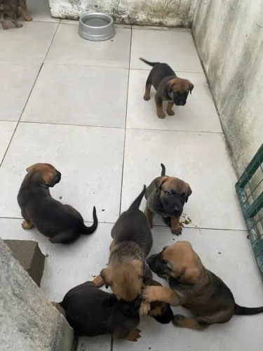 Filhotes de Fila Brasileiro e Pastor alemão