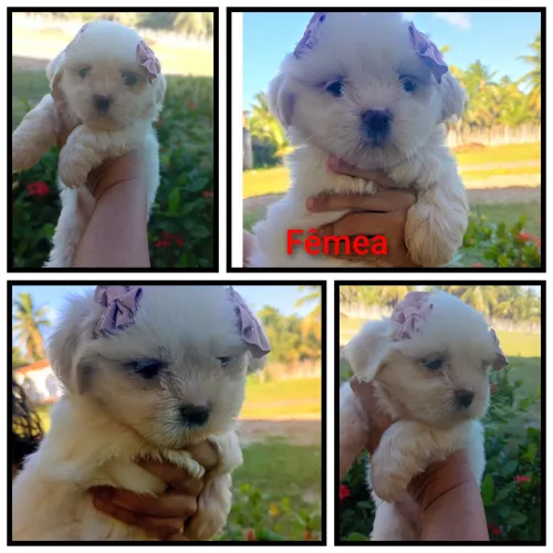 Lhasa Apso 