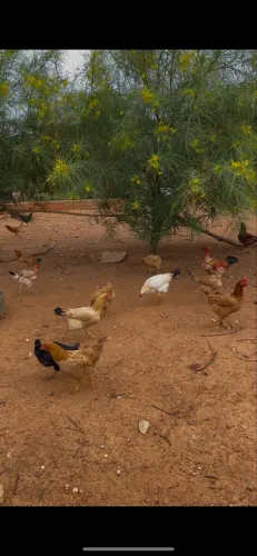 Galinha caipira (Brumado)