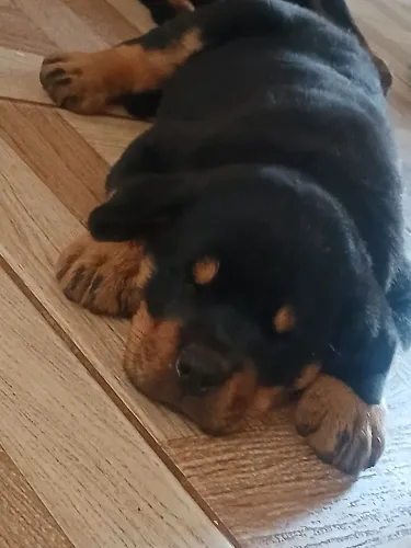 Rottweiller