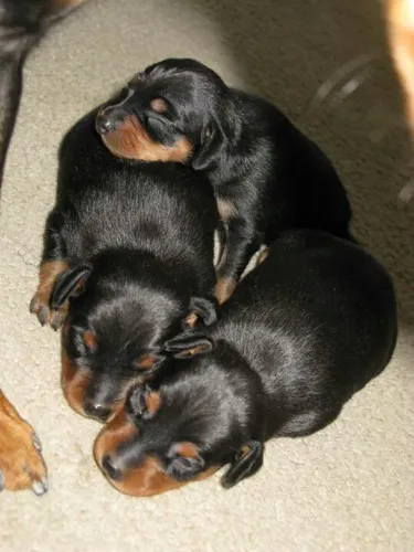 Cachorro pinscher 1