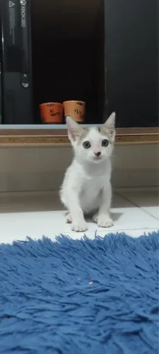 Adoção gato filhote 