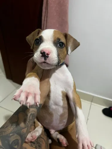 Pitbull filhote macho