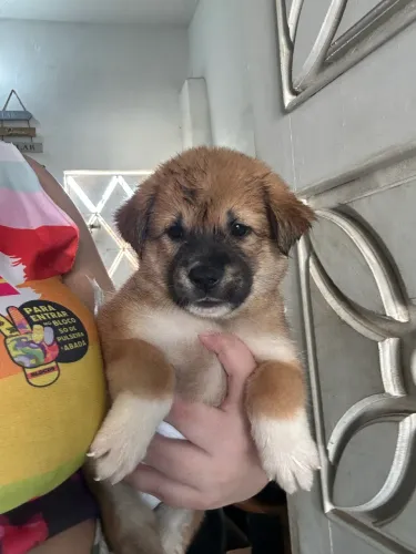 Filhote Akita + labrador