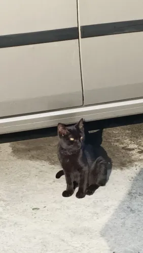 Gatinho macho filhote para doação