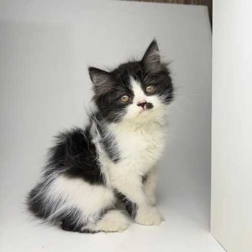 Gata persa