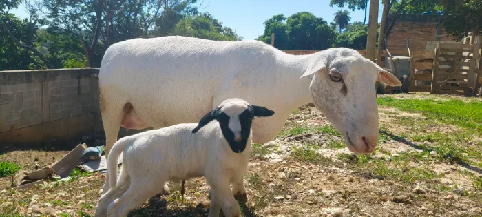 Ovelha wite parida de borrego macho.borrego filho de carneiro dorp com RG.