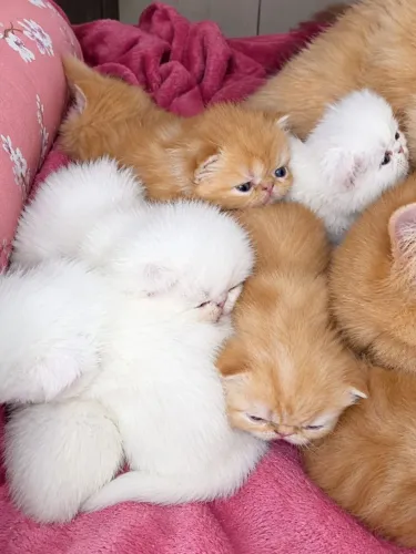Gatos Persas