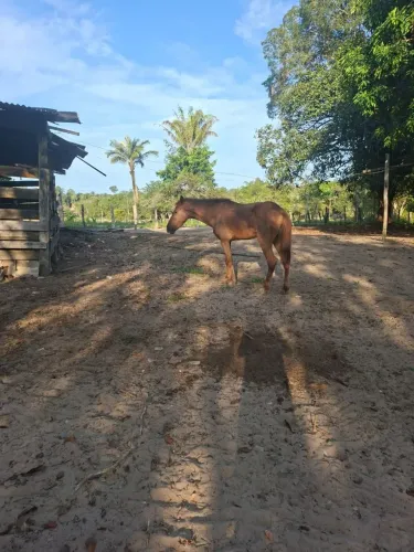 Vende-se égua de raça
