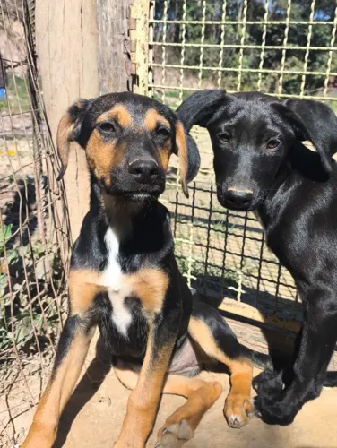 Doação de cachorros filhotes 