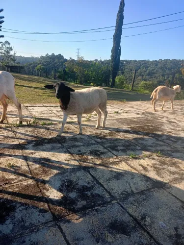 Vende carneiro mestiça doper, santines,valor partir de 600 reais