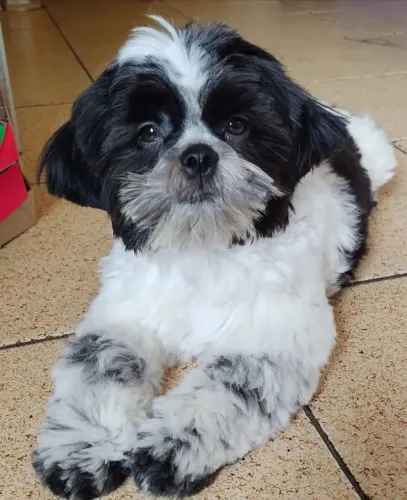 Filhote , O rabinho que não para de abanar pode ser seu!