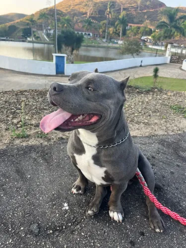 American Bully Pocket 