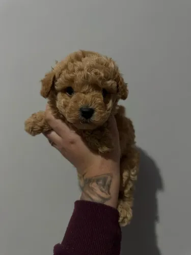 Poodle Toy com pedigree vacinado e vermifugado entrega hoje
