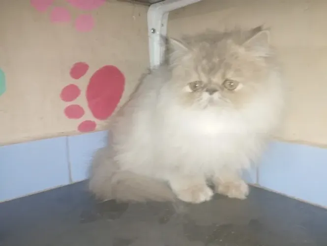 Filhote de gato persa