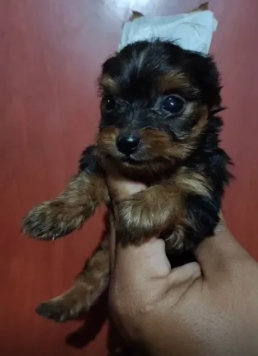 Cachorrinha yorkshire mini.
