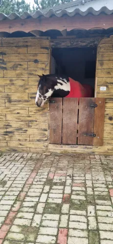Cavalo crioulo