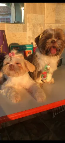 Shitzu Fêmeas jovens aceito trocas por chihuahua ou Spitz alemão Fêmeas! Aceito cartão