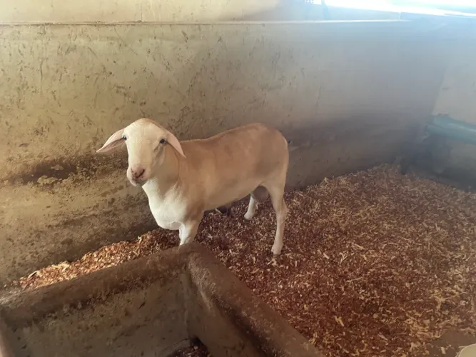 Carneiro Santa Inês / pra vender hoje 