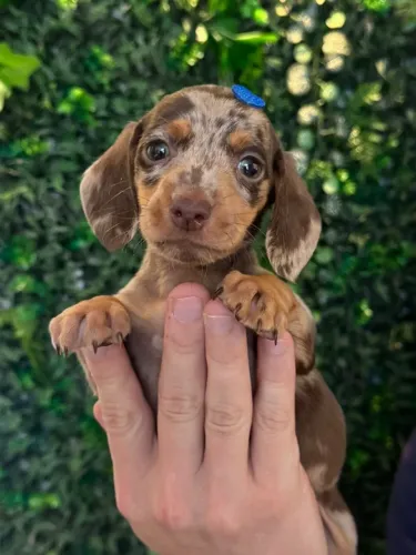 dachshund perfeito
