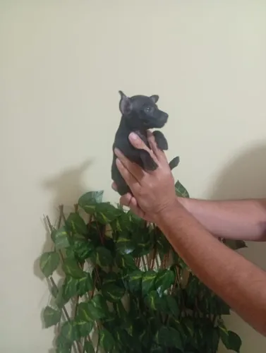 Pinscher Porte Pequeno
