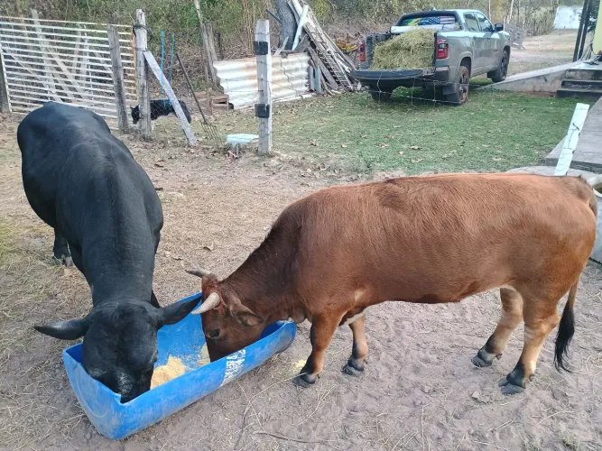 Casal Mini vacas jersey