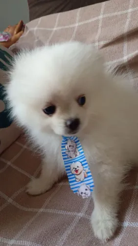 Vende-se cachorro filhote machos de raça Spliz com 90 dias .