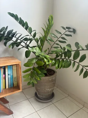 Planta Zamiocuca