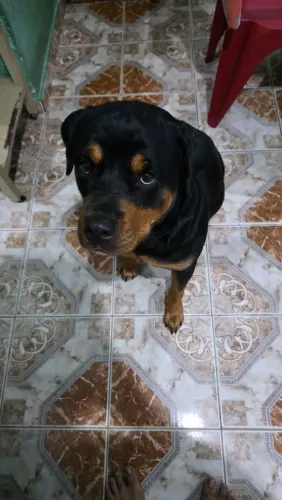 Rottweiler e husky siberiano